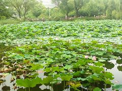-郑州植物园