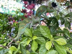 -广州长隆飞鸟乐园