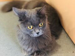 -飞行喵MR PILOT|猫舍·猫咖(静安大融城店)