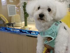 -BABIT巴比特宠物(MOMOPARK店)