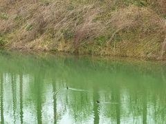 -合肥滨湖国家森林公园