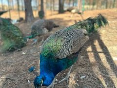 -西山漾湿地公园