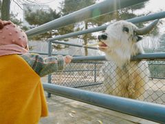 -长白岛森林公园