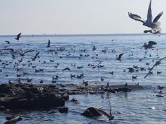 -栈桥景区