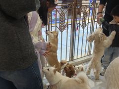 -柴犬小屋·柴餐厅·狗咖食堂(金鼎广场店)