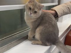 -天使宠物医院·犬猫分诊(彩虹店)
