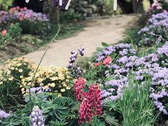 -上海共青森林公园