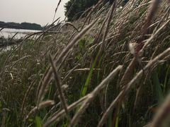 -洪湖生态旅游区