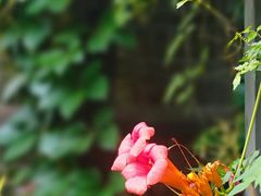 -青果巷历史文化街区