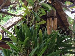 iphone_upload_pic-自然餐厅(Phuket)