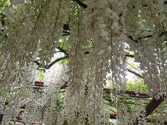 -嘉定紫藤园