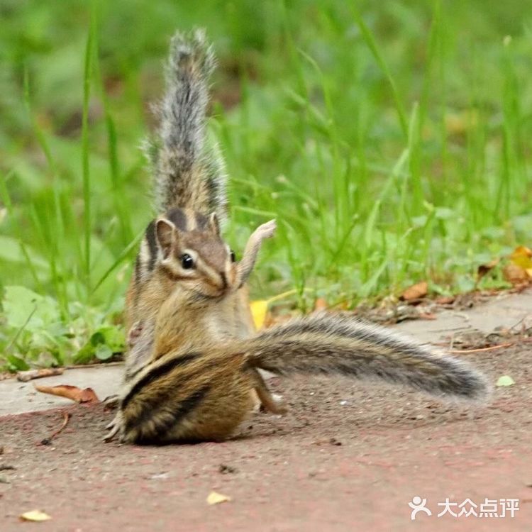 昭陵｜花栗鼠母子的故事