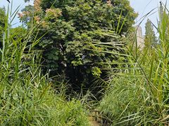 -成都市活水公园