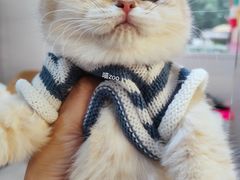 -喵zoo家庭繁育猫舍(尖东智能花园店)