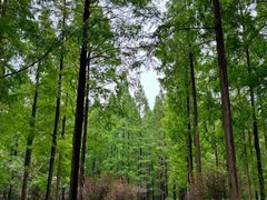 -黄海国家森林公园