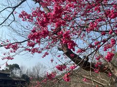 -常德桃花源景区