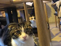 -平行世界·猫咖(首经贸店)