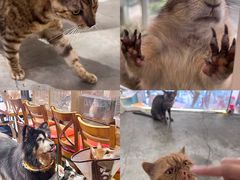 -more than meow吴止猫主题餐厅(承德 中船汇店)