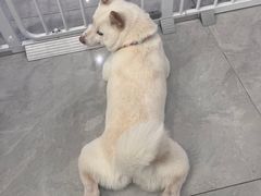 -柴犬小屋·柴餐厅·狗咖食堂(金鼎广场店)