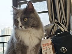 -喵园·猫主题咖啡厅·撸猫·猫咖(国贸店)