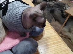 -李小姐の猫咖啡馆(五角场店)