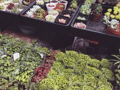 iphone_upload_pic-秦美花卉(天朗·莱茵小城2期店)