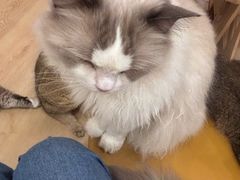 -有喵·猫咖·狗咖·30几只猫10只小狗(岗厦店)