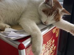 -中农大我爱我爱动物医院·核磁CT·猫病·24小时夜诊中心(石佛营店)