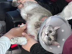 -纳吉亚猫专科动物医院·北北分院