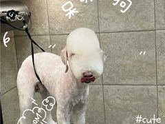 -帕帕拉兹宠物(亚洲旗舰店)