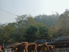 -野象谷景区