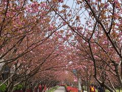 -高东镇樱花园