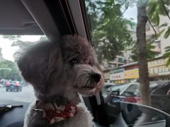 -宠颐生猫科·内科皮肤科(西平世纪城店)