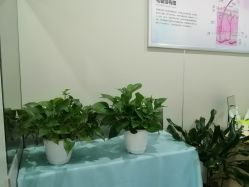 -碧莲盛·不剃发植发