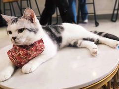 -Heymao猫咖.咖啡厅(东门店)