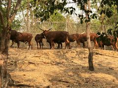 -清迈夜间动物园