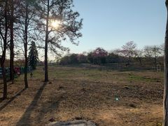 -天适樱花悠乐园