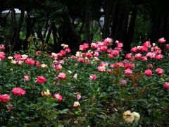 -鹅湖玫瑰文化园