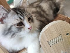 -飞行喵MR PILOT|猫舍·猫咖(静安大融城店)