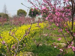 -南汇桃花村