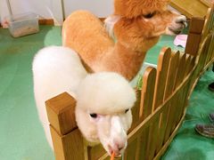 -藦茜花园宠物主题亲子互动体验馆(国顺东路店)