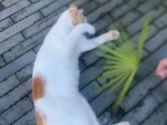 -乐凯撒披萨(南山书城店)