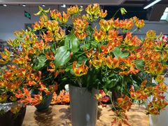 -双季花艺园艺市场(浦东店)