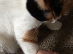 -艾贝尔宠物诊疗