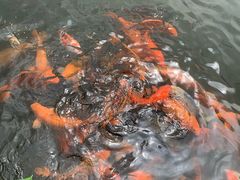 -西湖外事游船(花港观鱼码头)