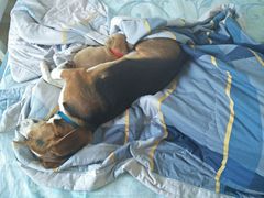 -菲尔斯特宠物医院