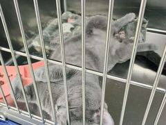 -东莞宠友24H宠物中心医院·转诊夜诊·异宠(新河北路院)