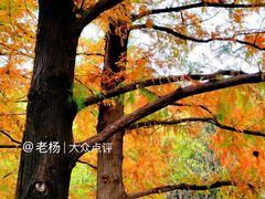 -白水寺森林公园