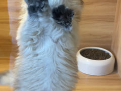 -猫十亿·布偶金渐层·曼基康矮脚猫舍(青年路店)
