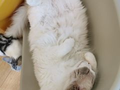 -有喵·猫咖·狗咖·30几只猫10只小狗(岗厦店)